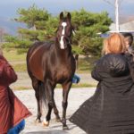 募集馬展示会について