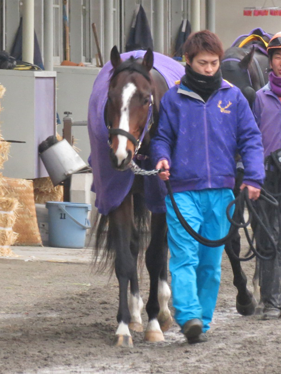 デストリーライズ-ゼロ革命ネクスト募集馬の兄。ここで勝ってひと息入れ、春の東京開催にむかう形が理想的。