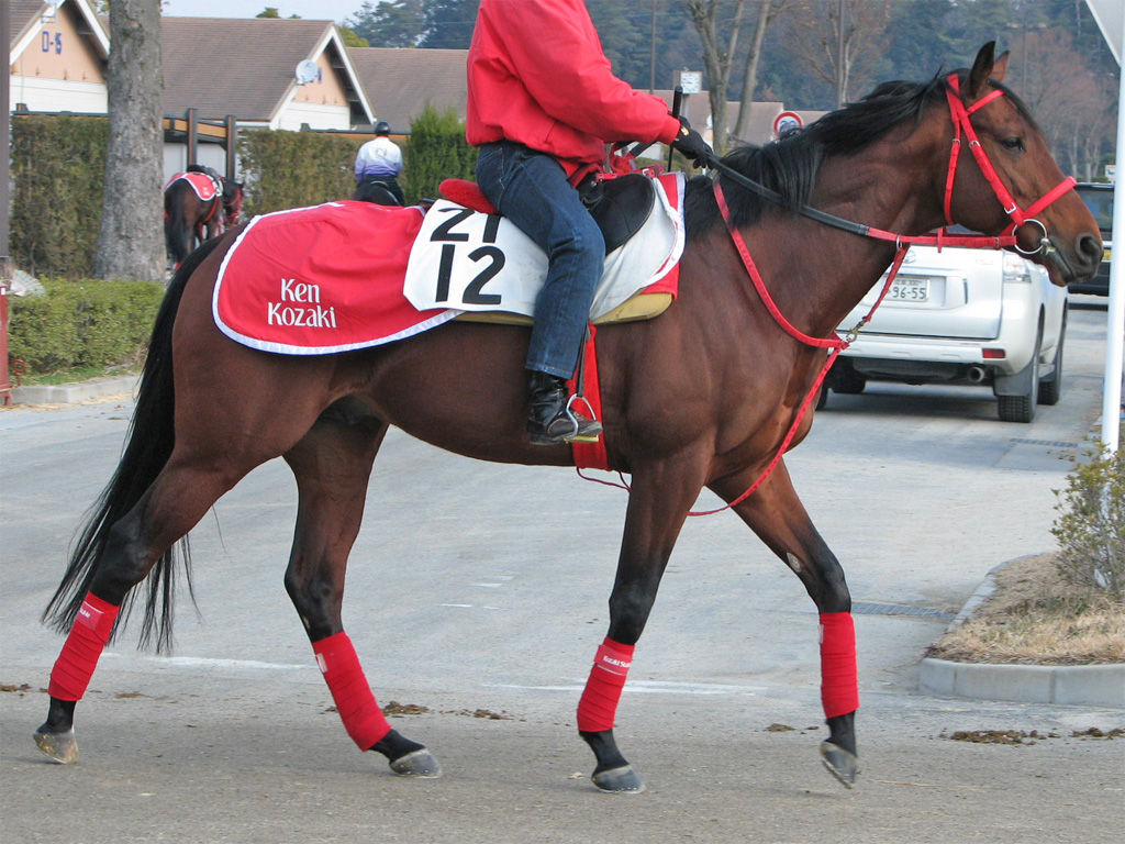 マカハ-本馬の力を発揮できる形に持ち込んで欲しい