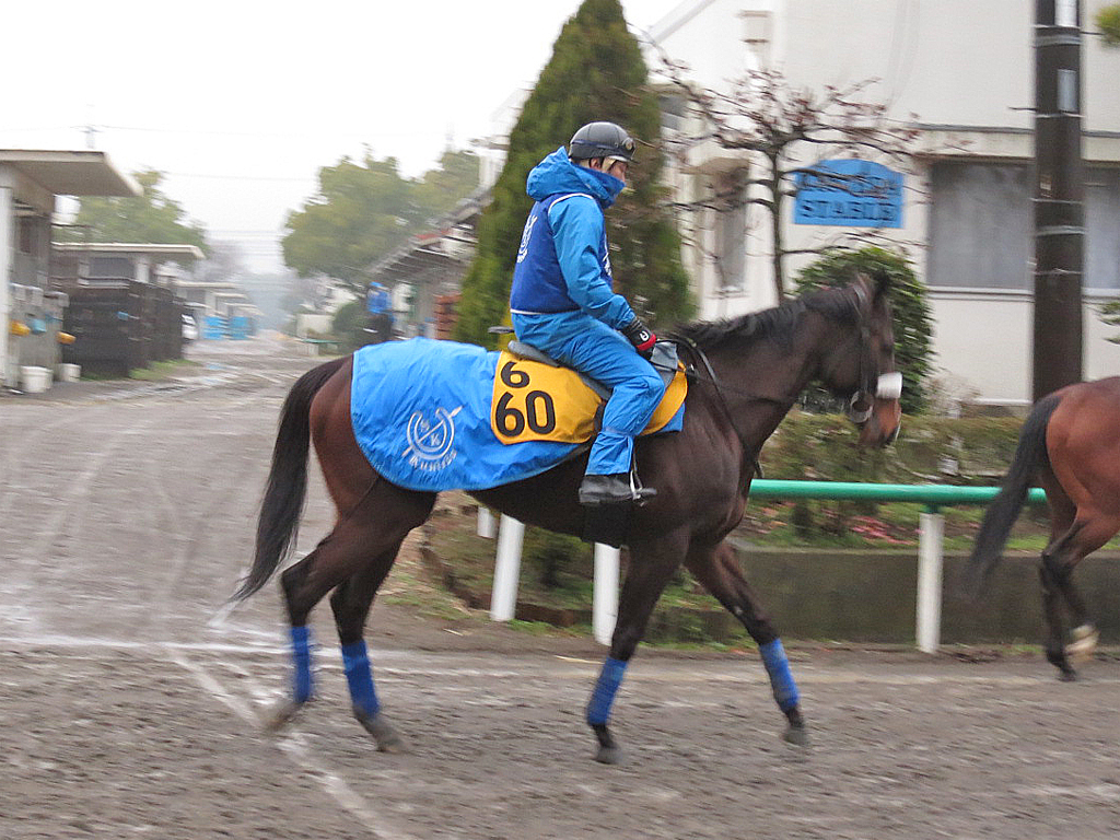 コートリーラッシュ-前走よりもやや守りの競馬で巻き返していければ