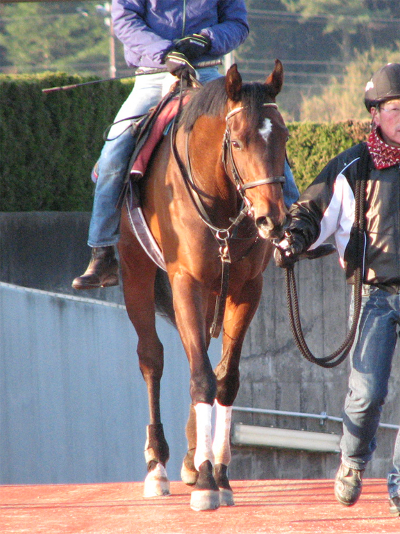 エンパイアブルー-動き自体は、デビュー前の馬にしては優秀なほう