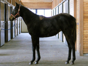 ネヴァピリオド'14-馬のバランスや雰囲気はマンハッタンカフェに似ていと和田獣医師も絶賛