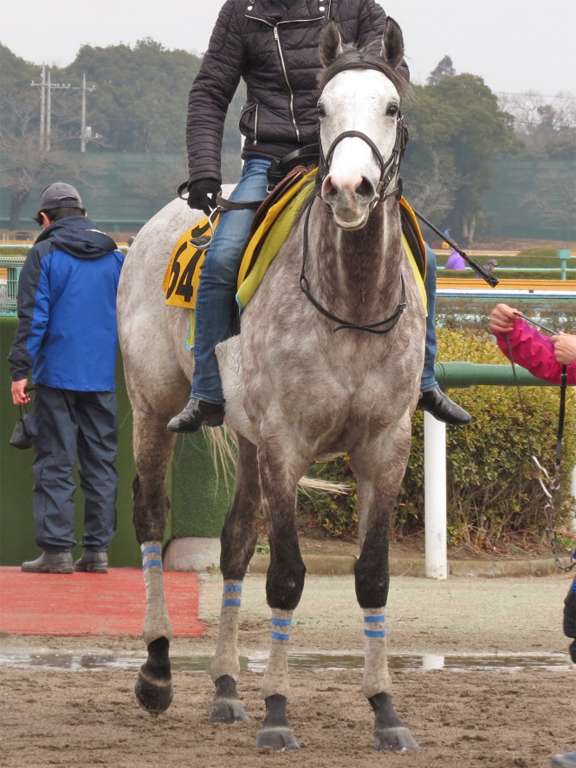 オーパルス-改めて積極的な競馬で巻き返したい