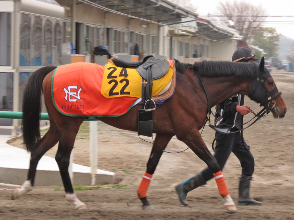 エタンダール-今週の追い切りも終いでグーンと伸びる形。馬なりでムチも入れずにこの動きですから、前走をステップにいい状態で臨めそうですよ。(中館師)