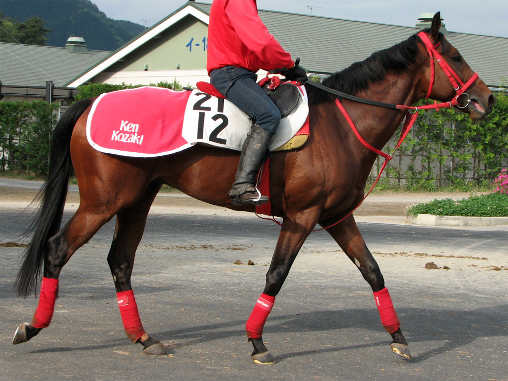 マカハ-得意とするこの条件で自分の競馬に徹すれば、大崩れするようなことはないでしょう。(小崎調教師)