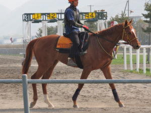 馬名がアカラに決まったリンデンルレーブ'13