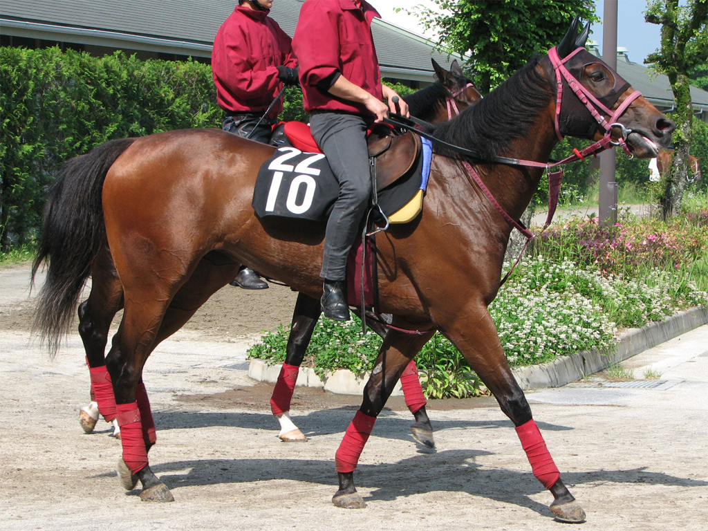 キャンディウォーー「少し時計を要する良馬場が希望です」（額田助手）