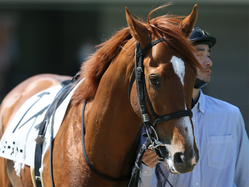 ジョーヌドール-馬の雰囲気としては決して悪くありませんので、ローカルのメンバーに変わって、今回は何とか権利獲り以上を期待したいところです。（斎藤厩務員）