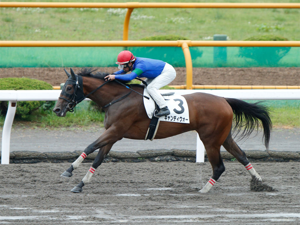 キャンディウォー「実戦に行って、もう一段ギアを上げられるかどうかでしょう」（額田助手）