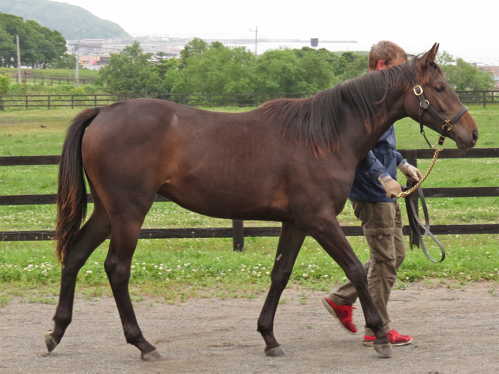 ステラリード'14 ステラリード'14