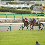 特異な阪神・中山の芝状態