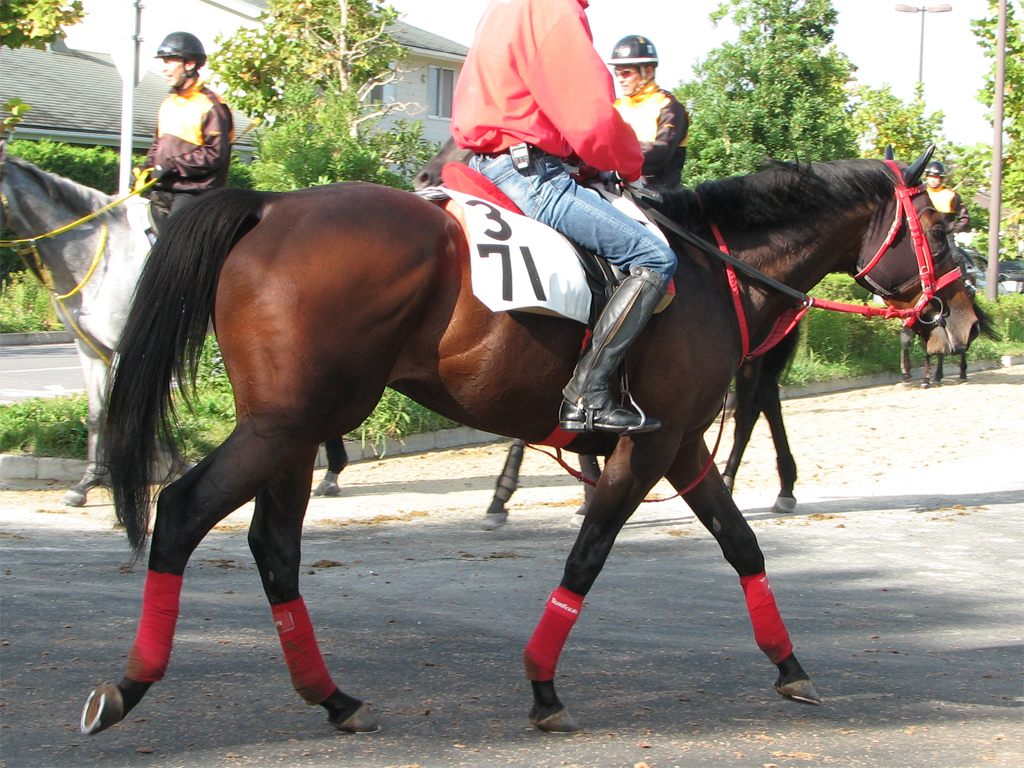 エルカミーノレアル「ゲートは速い方ですし、スピード自体は足りる馬。うまく流れに乗れるとは思いますが、あとは適性の有無がどう出るかでしょう」（小崎調教師）