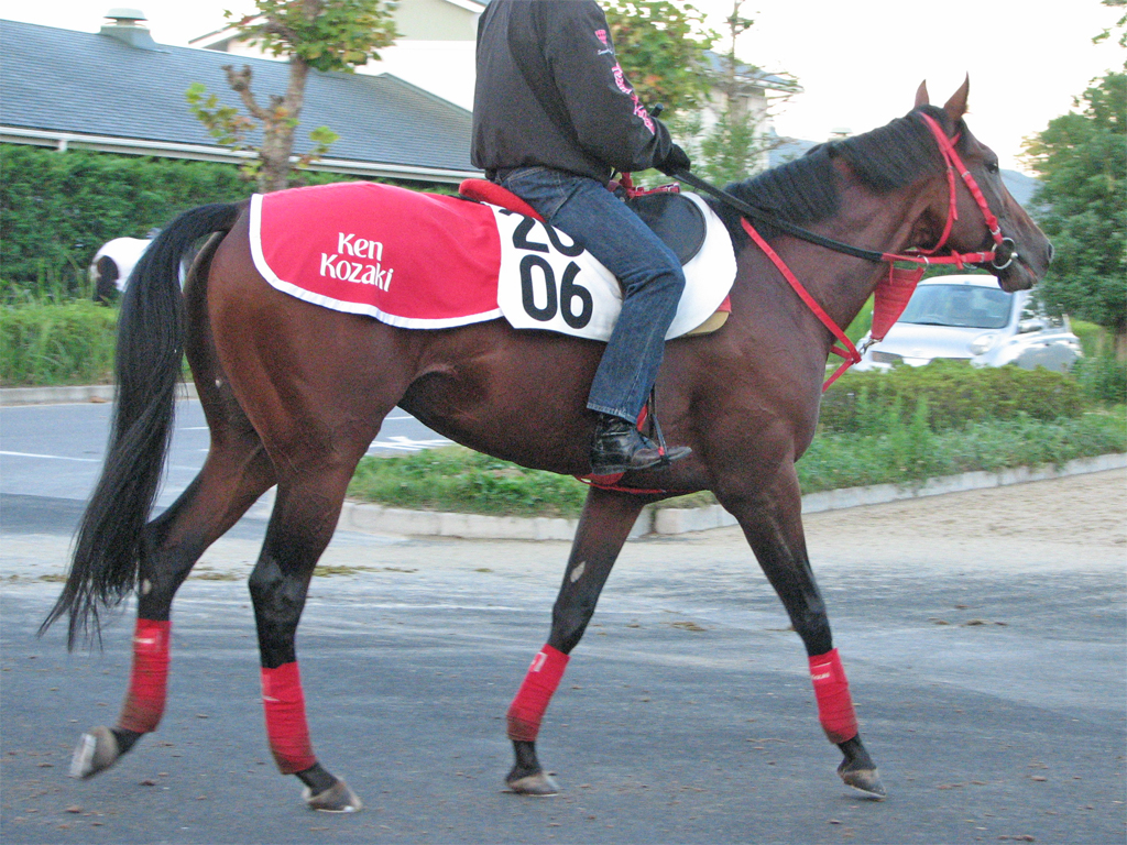 マカハ「あとは外めの枠を引いて、この馬のケイバができればと思っています。変に内で揉まれるぐらいなら、いっそ大外枠でもイイくらいの気持ちです」（小崎調教師）