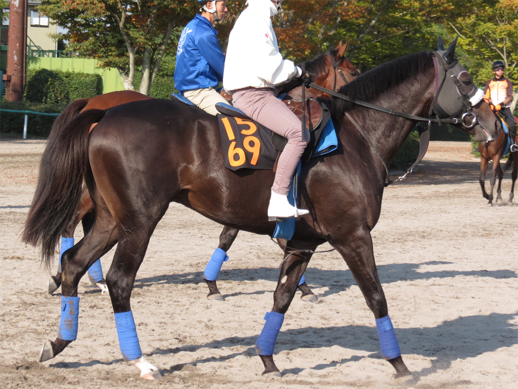 ポノイ「母も徐々にステップアップしていった馬ですからね。あくまでも緒戦は、結果より経験に軸足をおいての出走となります」（佐藤助手）