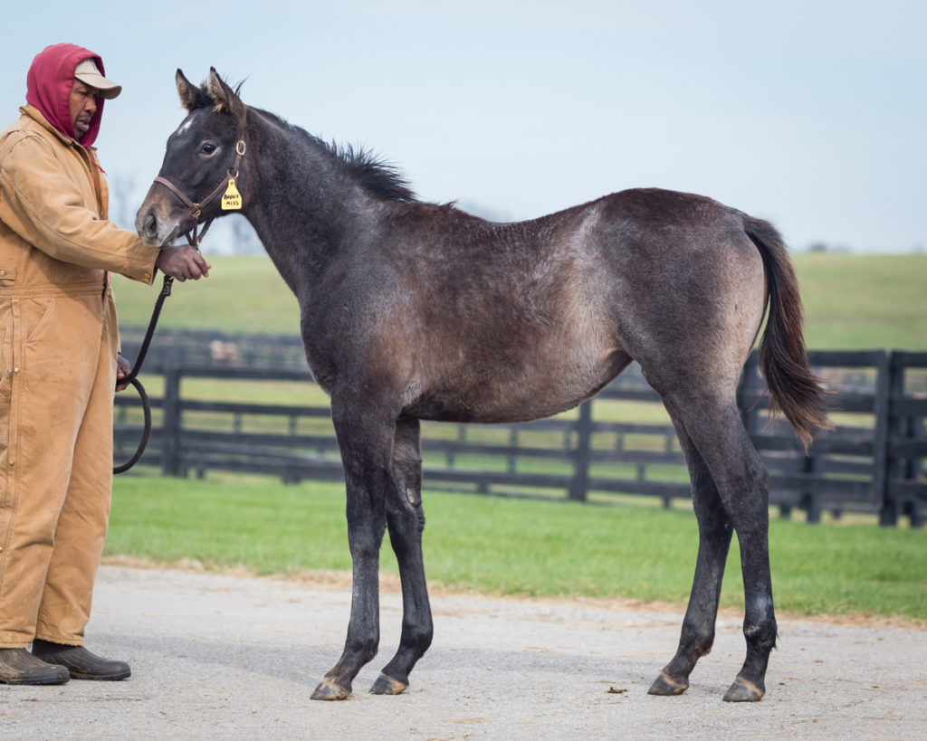 Bijoux Miss '14 at Considine Farm 11.08.14.