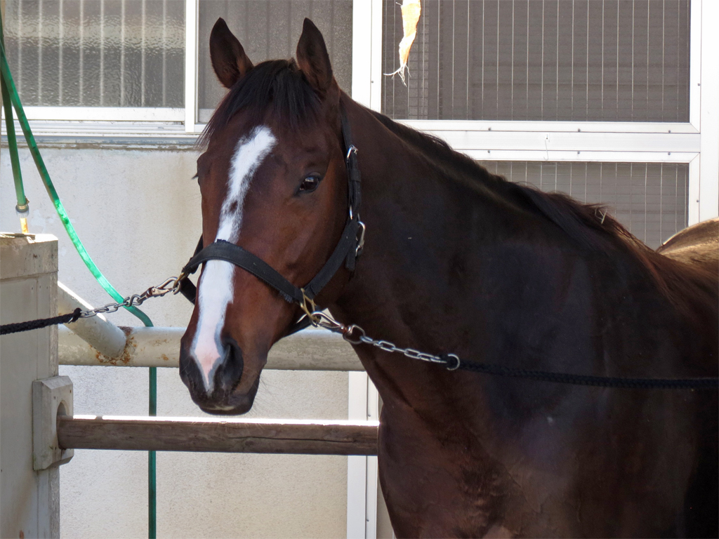 鹿戸調教師「今回はダートスタートとなる分、同じ控える競馬でも少しは前につけられるかもしれません」