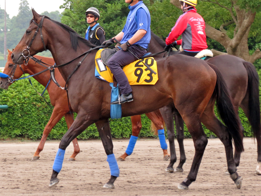 16.06.22 助 手美南Ｗ 稍 5F 　-　-67.0-51.7-38.0-12.4(3) 馬ナリ余力 カレンリスベット(古1000万)馬ナリの外を0.3秒先行同入