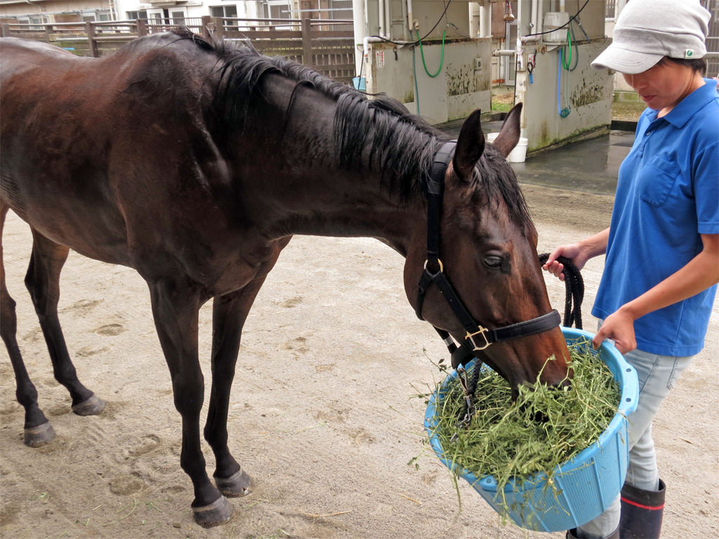 モリモリ飼葉を食べるレトロクラシック。右は担当の今村厩務員。