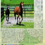 函館２歳S勝ち馬ステラリード、週刊ギャロップにて特集される