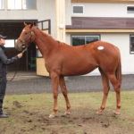 北海道募集馬展示会レフィナーダ’15コメント