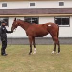 北海道募集馬展示会ステラリード’15コメント