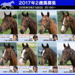 ２０１７年２歳募集馬の人気ランキング