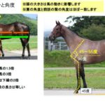 JRA主催「実践競走馬学」レポート【生産・血統・馬体編】