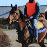 ファンタスト木村牧場を中心に２０１５年産募集馬４頭の動画を更新！