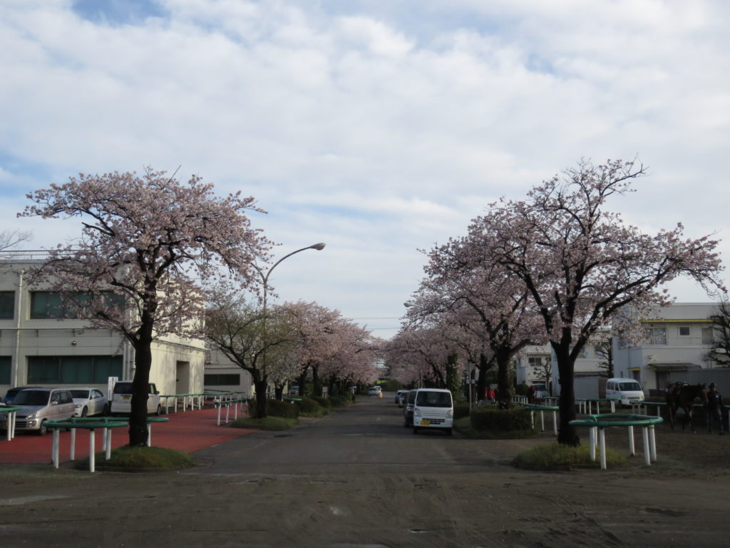 桜並木