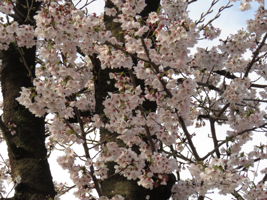 桜の花