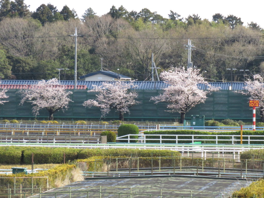 向正面の桜