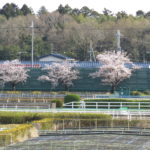 桜が見頃を迎えていました。