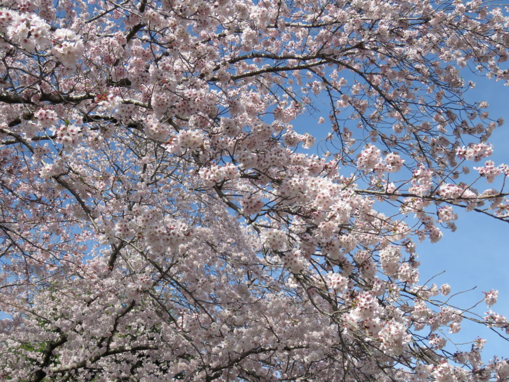 見事な桜