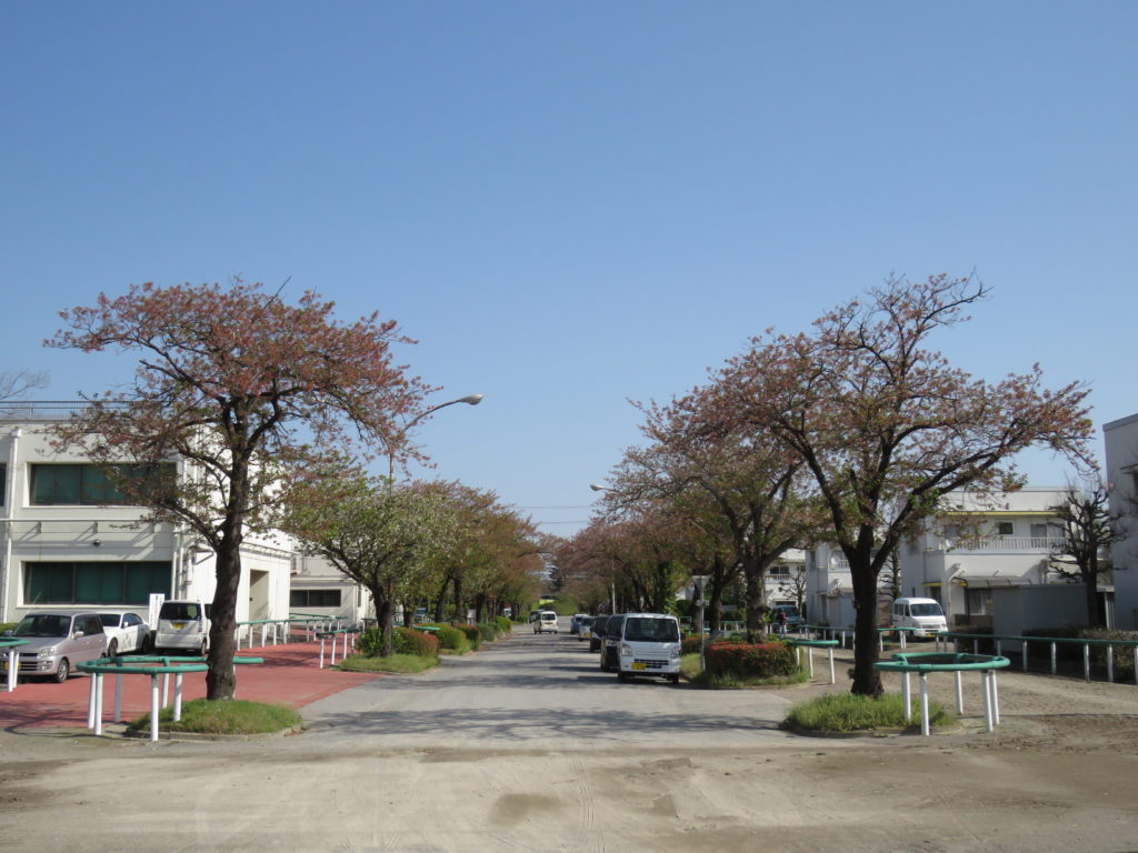 桜並木（葉桜）