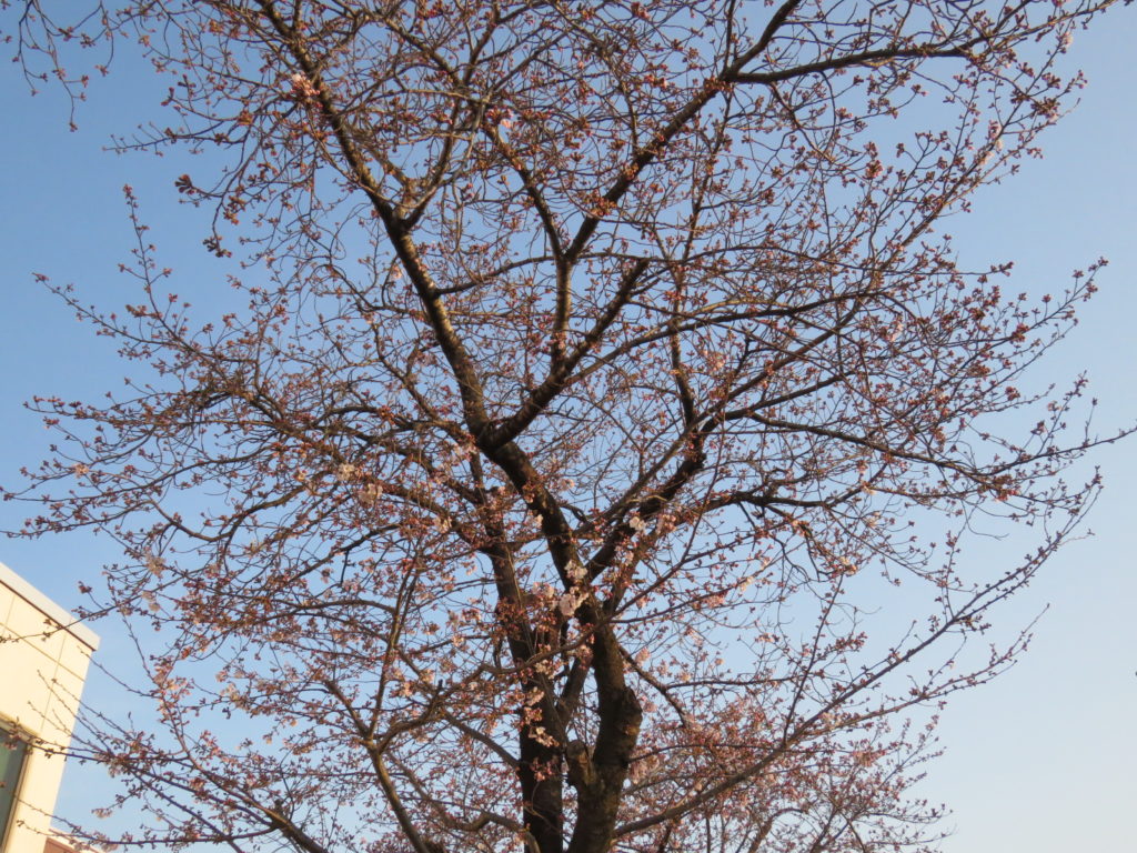 桜の木