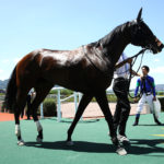 新馬戦４レース中、２勝が新種牡馬！