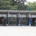 先週末の中央競馬勝ち馬