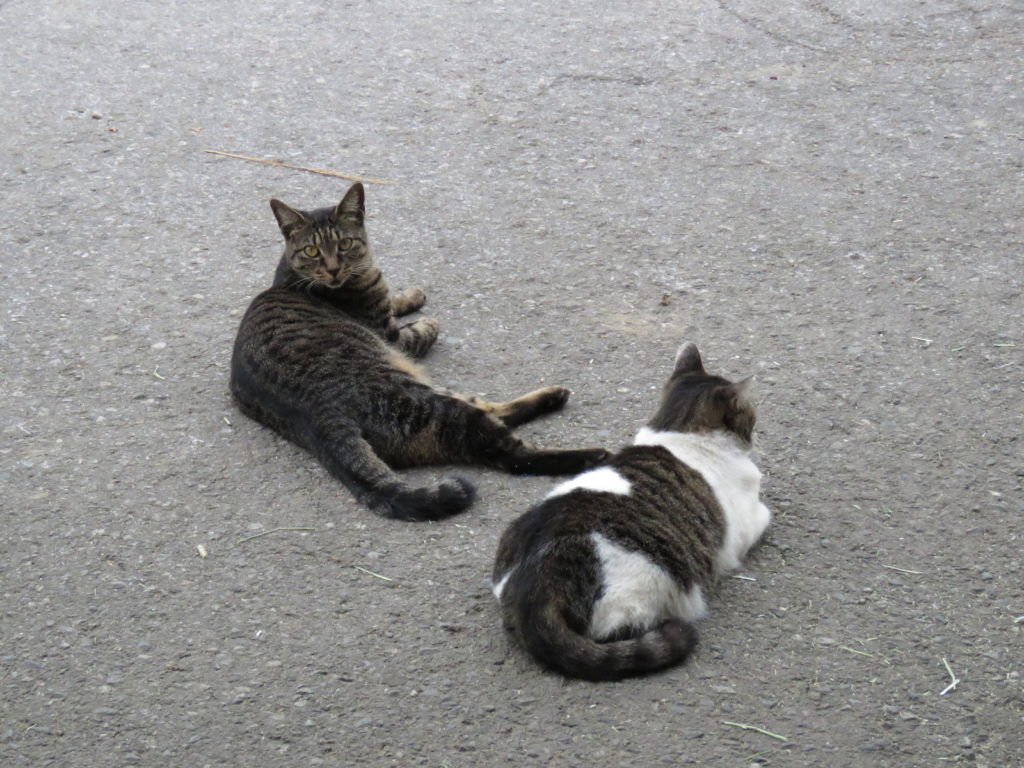 グロースフィールド猫