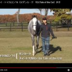 2018年2歳募集馬の動画が更新されました。