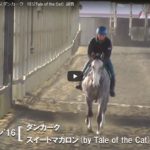 本日は募集馬の調教動画更新日！