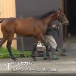 2017年産・2018年産新規募集馬動画更新！