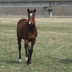 エレナレジーナ、母に捧げる新馬戦勝利！