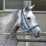 今週の出走予定（５日）棟広良隆のレース展望
