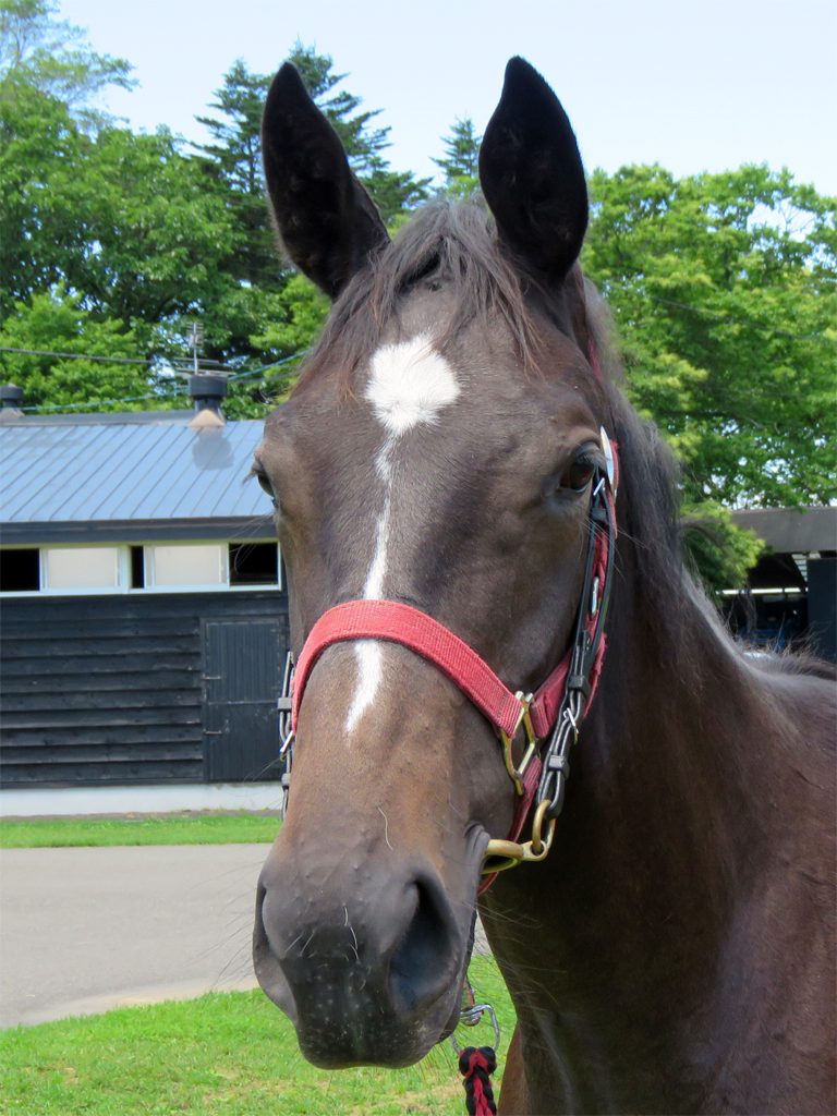 スマイリンアスク 17のshall Farm 現ask Stud 生産馬ファンタジストが小倉2歳sを圧勝 広尾サラブレッド倶楽部