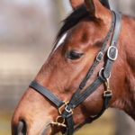 先週末の中央競馬勝ち馬