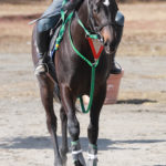 先週末＋3/31の中央競馬勝ち馬。