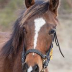 期待の新種牡馬キタサンブラック産駒！！