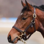 先週末の中央競馬勝ち馬