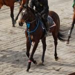 先週末の中央競馬勝ち馬