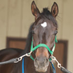 先週末の中央競馬勝ち馬